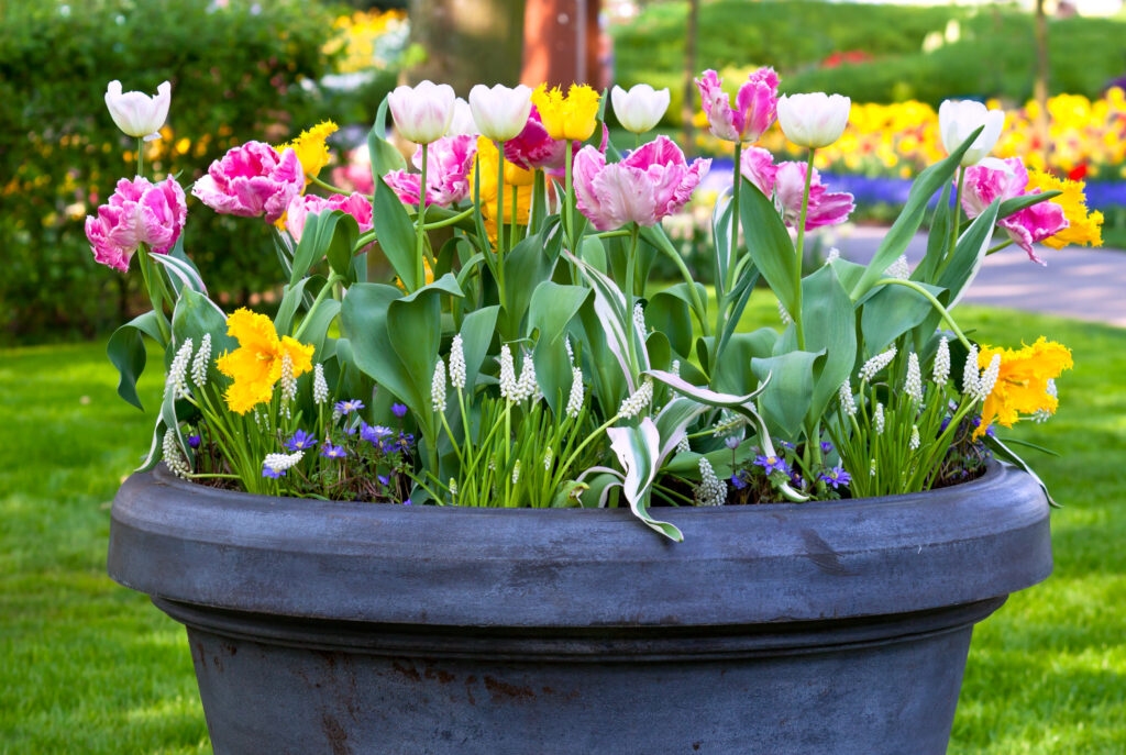 A large planter filled with vibrant tulips and other spring flowers in a garden setting.