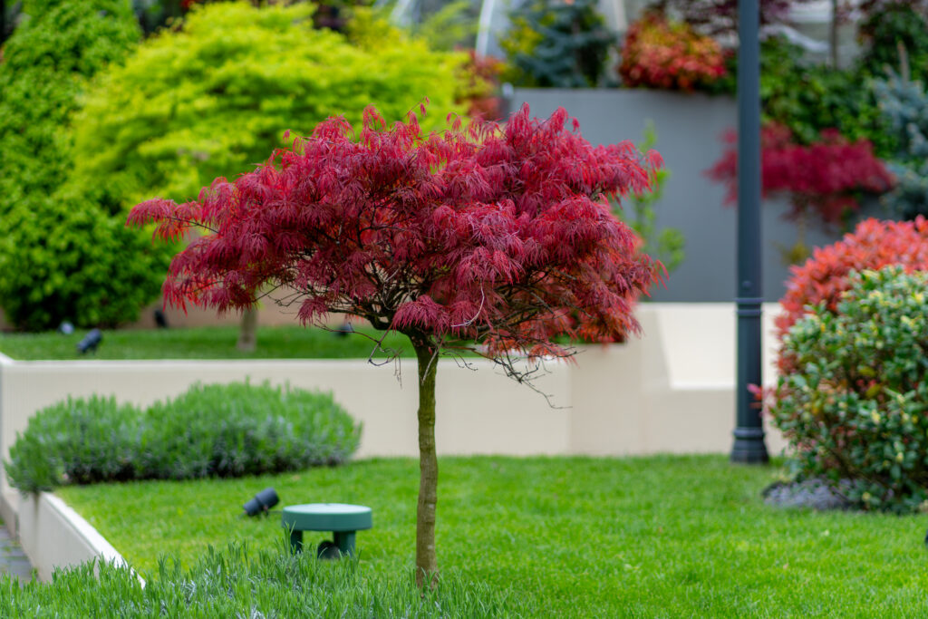 A beautifully landscaped garden featuring a vibrant red Japanese maple tree surrounded by lush green foliage and manicured lawns.